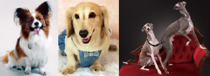 ���̑��̋L�O